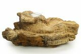Unique, Petrified Wood Candle Holder - Madagascar #378660-1